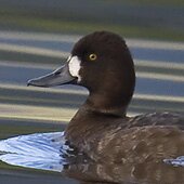 Lesser Scaup DB