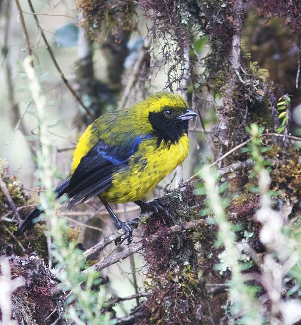 Masked Mountain Tanager Mike Seager 2
