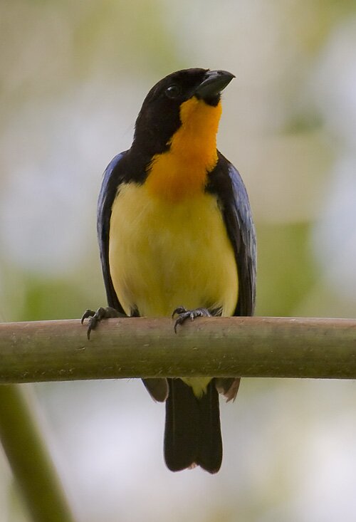 Orange-throated Tanager DB