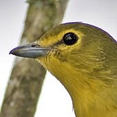 Yellow-throated-Vireo 2