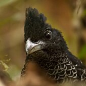 Banded Ground-cuckoo by Dušan Brinkhuizen Banded-Ground-cuckoo-Dusan-Brinkhuizen4 AE