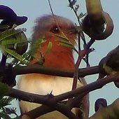 Dwarf Cuckoo small