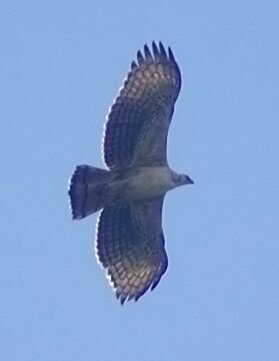 Black-and-chestnut Eagle by Dušan M. Brinkhuizen black-and-chestnut_db1_filtered