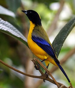 black-chinned_mt