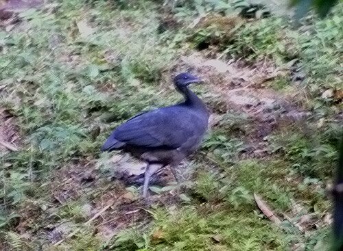 Black Tinamou by Dušan M. Brinkhuizen blacktinamoudb1_filtered