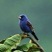 Blue Grosbeak by José Ardaiz bluegros