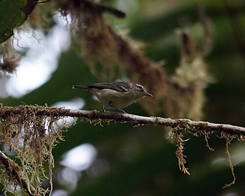 chocovireo_2