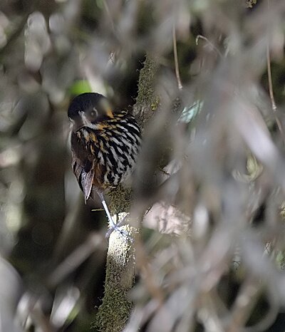 cresent-faced-antpitta_1_filtered
