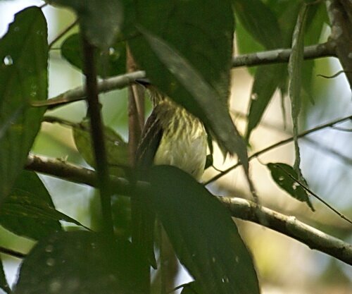 mystery_bird_april_2010