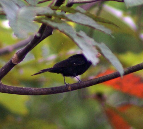 mystery_bird_june_2010