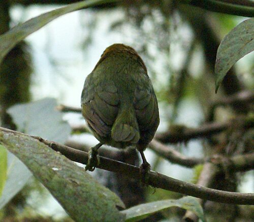mysterybird_july_2010