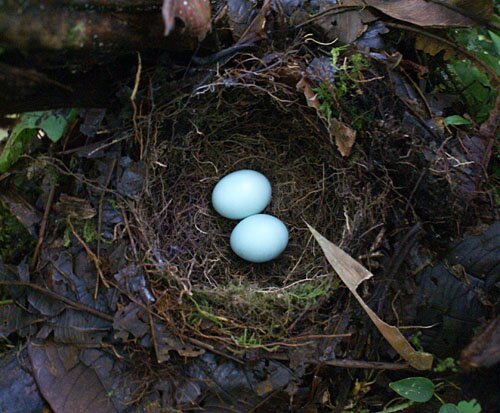 nest_moustached_db1
