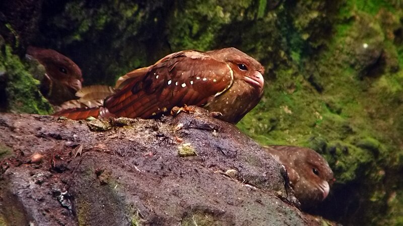 oilbird_nickathanas_filtered