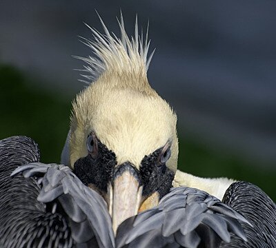 Peruvian Pelican by Dušan M. Brinkhuizen © pelican_mystery_filtered