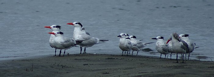 ranking_terns_filtered