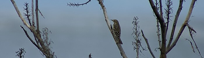 Red-throated Pipit along the coast of Ecuador by Dušan M. Brinkhuizen