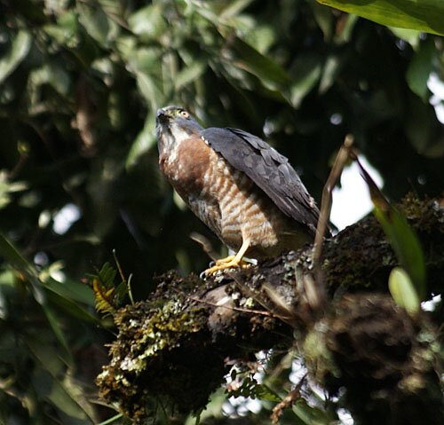 Double-toothed Kite sol_1_2010