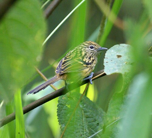 Long-tailed Antbird sol_mb_2-2010